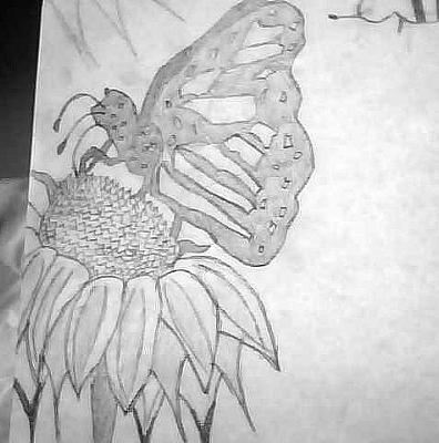 my butterfly drawing