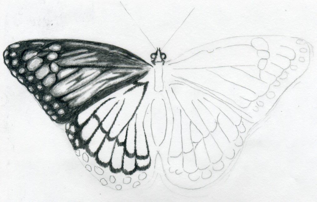 drawings of butterflies tableau
