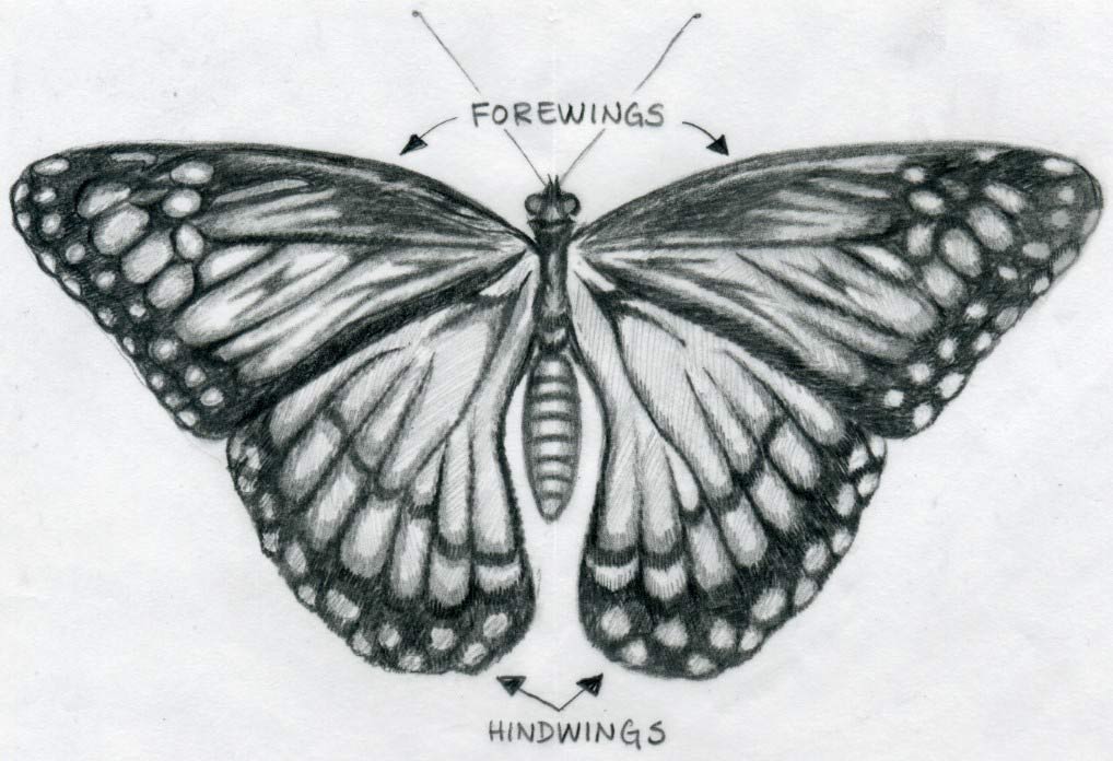  of butterfly wings you can say you've learned how to make drawing of a 