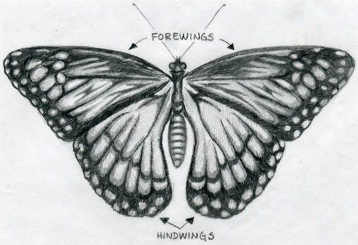 butterflies drawings