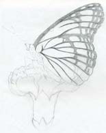 Butterfly Pencil Drawings You Can Practice