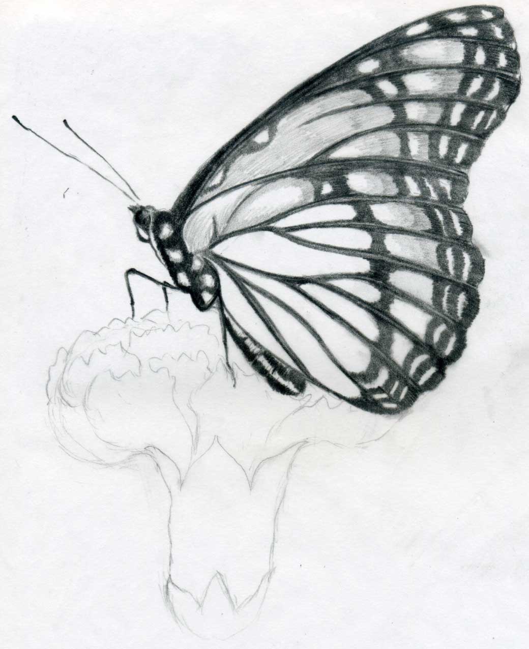Butterfly Outline Drawings