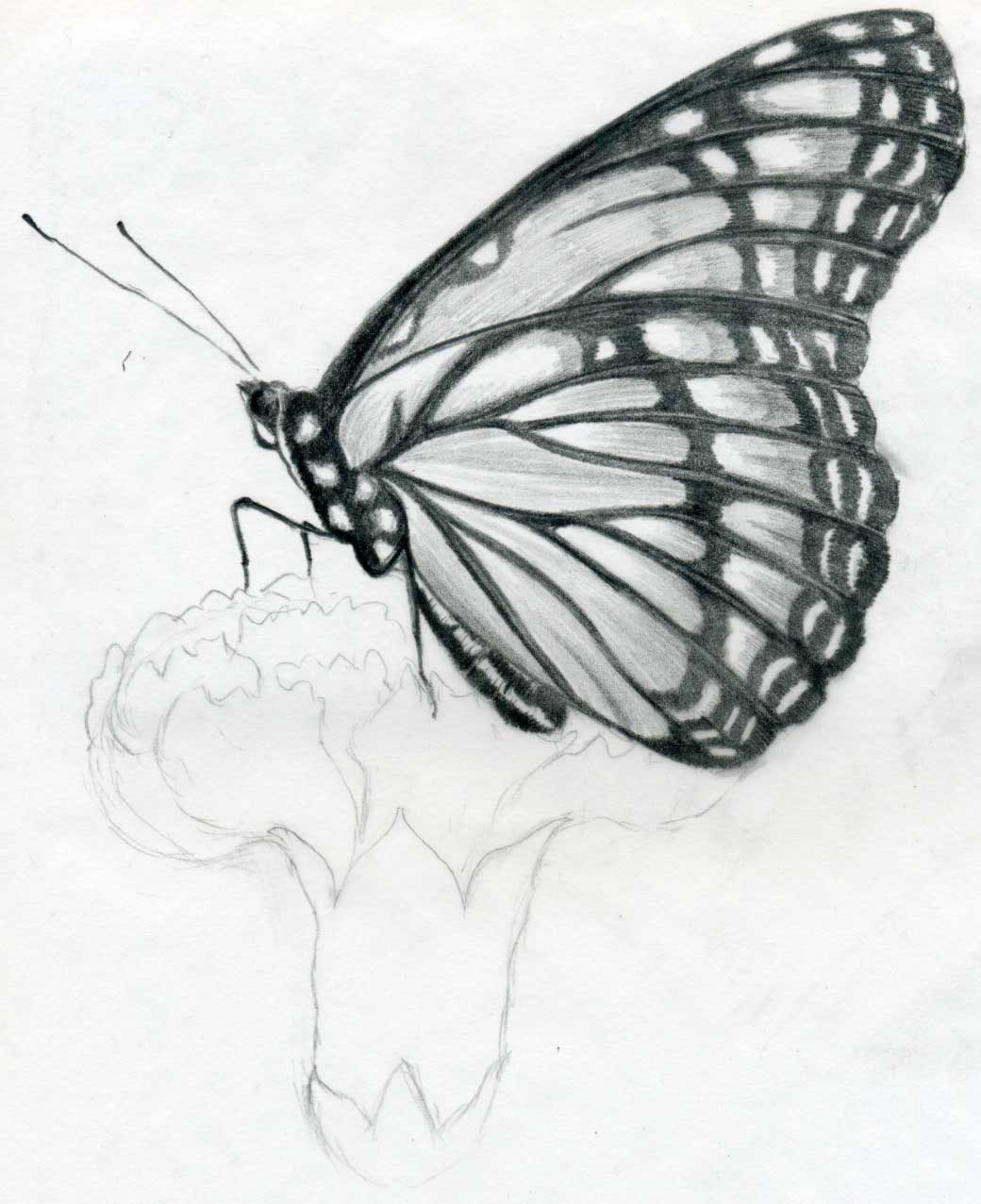 http://www.easy-drawings-and-sketches.com/images/butterfly-pencil-drawings06.jpg