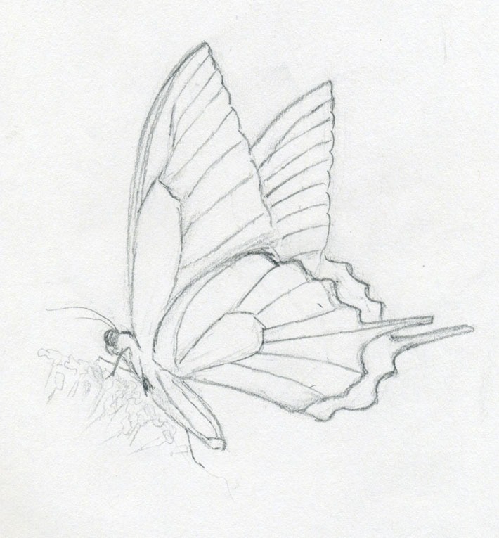 Your Own BUTTERFLY Drawings