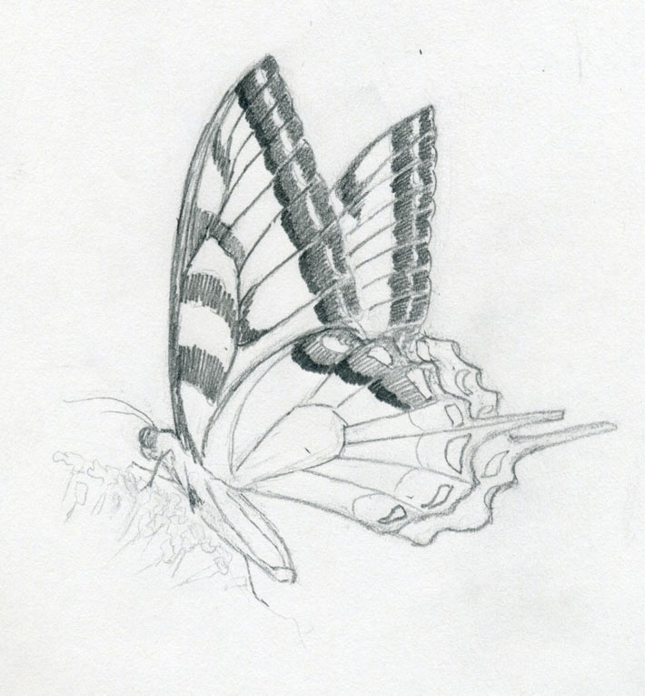  of a butterfly Total contour outline wing design and the body contour