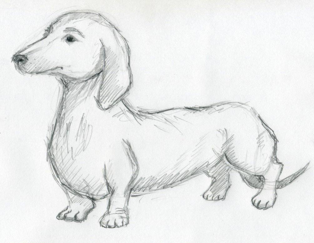 Dog Sketches For Inspiration