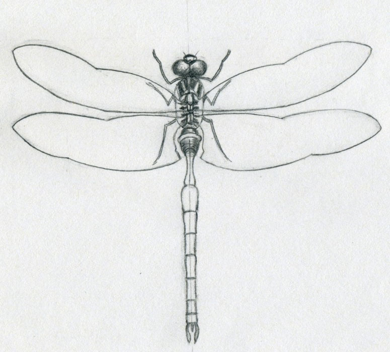Now you should have almost a complete dragonfly drawing