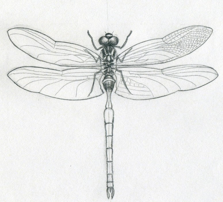Dragonfly+wings+drawings