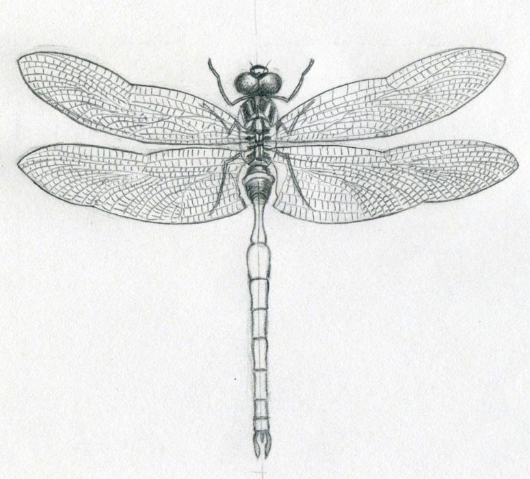 Fill up the dragonfly's wings with veins as you see on 