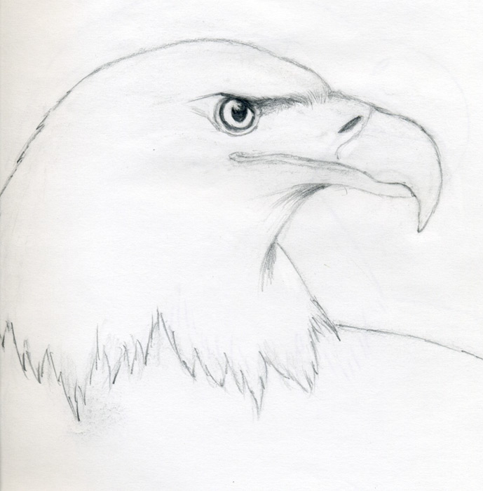 Draw A Bald Eagle