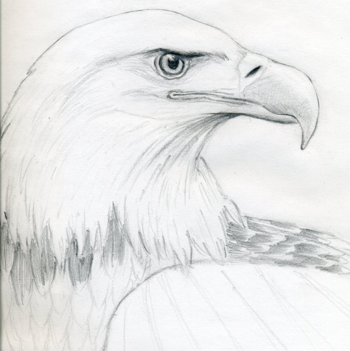 How To Draw A Bald Eagle ~ Mulberry