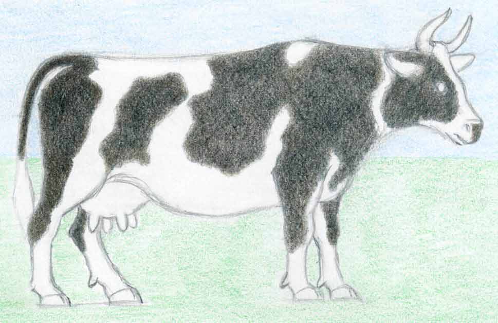 How To Draw A Cow easy way