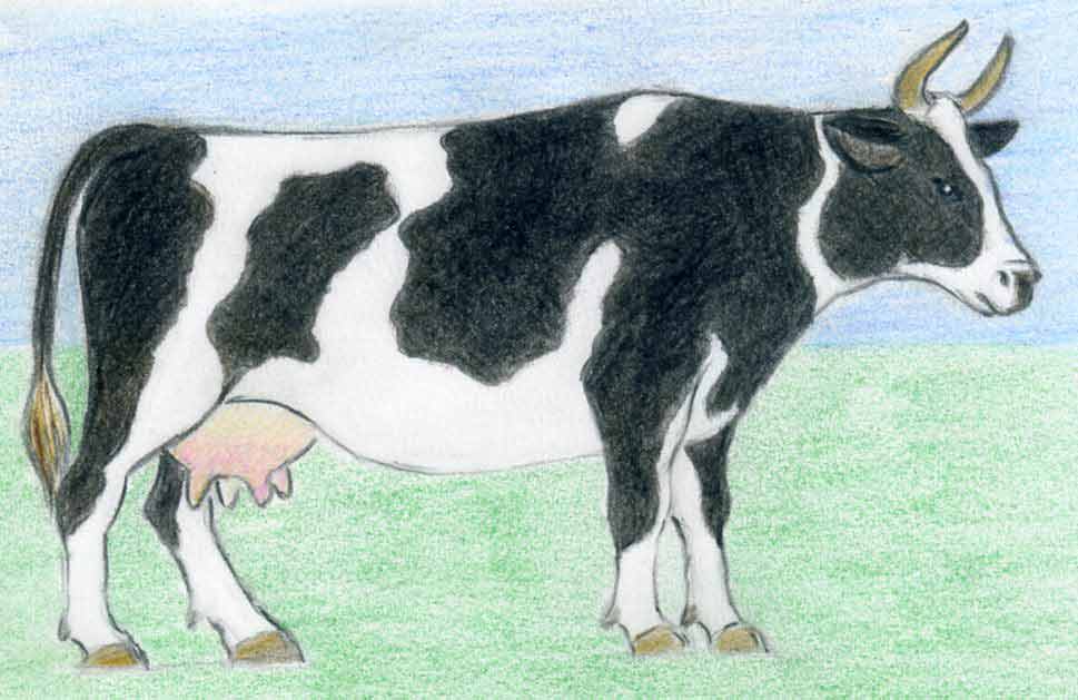 How To Draw A Cow easy way