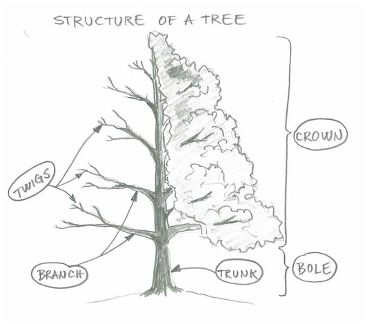 How To Sketch A Tree. How To Draw A Tree