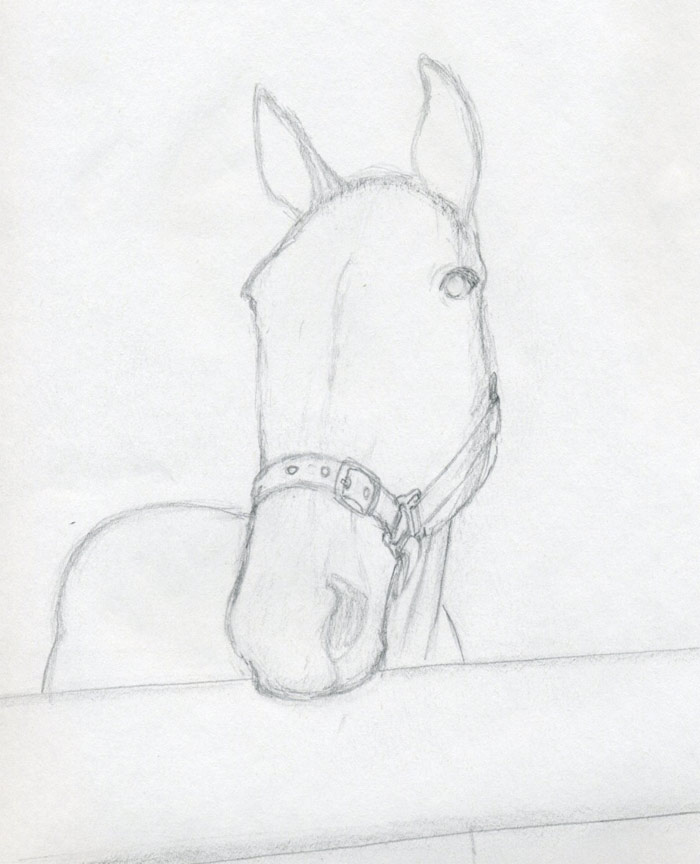 arabian horse head drawings
