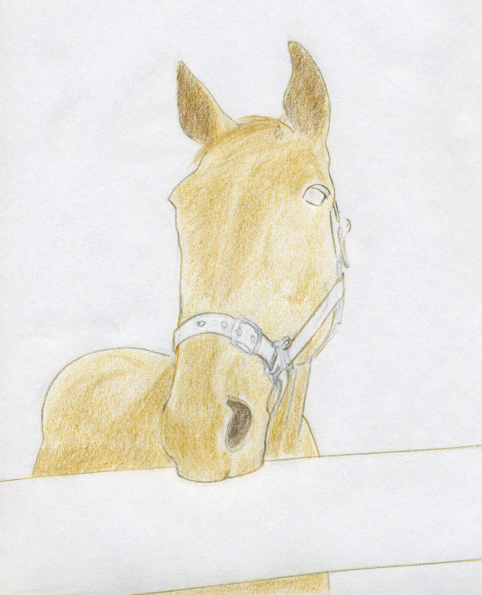 draw horse. Continue to draw horse head as