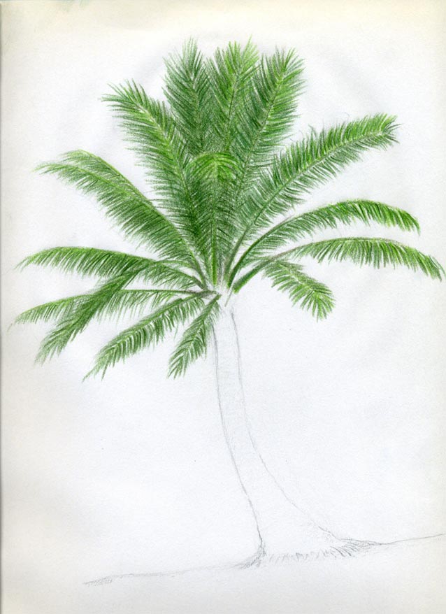 palm trees pictures. When you draw palm trees it is