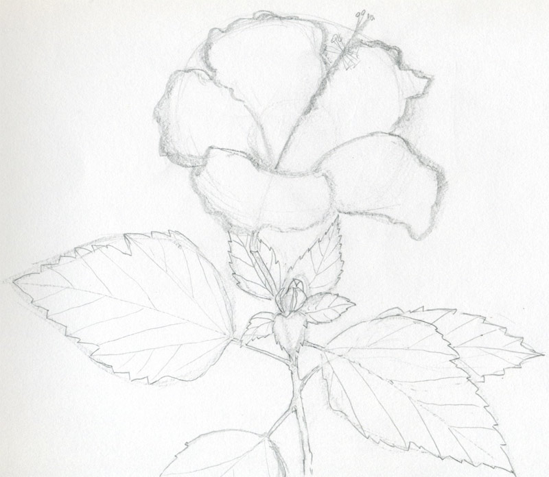 Awesome Drawings Of Flowers