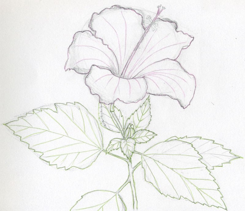 Drawings Of Hibiscus Flowers