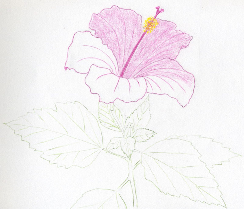 hibiscus flower clip art free. hibiscus free clip art