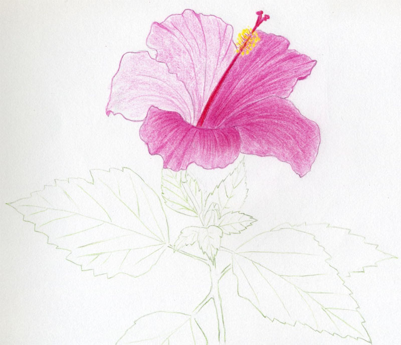 pictures of flowers to draw. If you draw red hibiscus flowers, it is very convenient to draw a pink color 