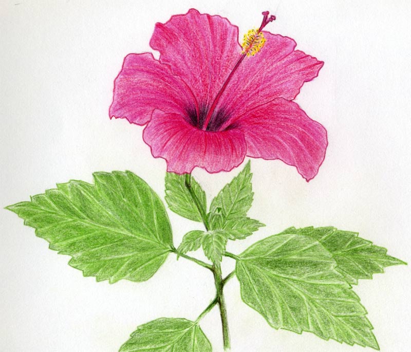 Simple Drawings Of Hibiscus Flowers