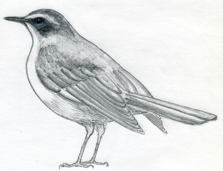 pictures of birds to draw