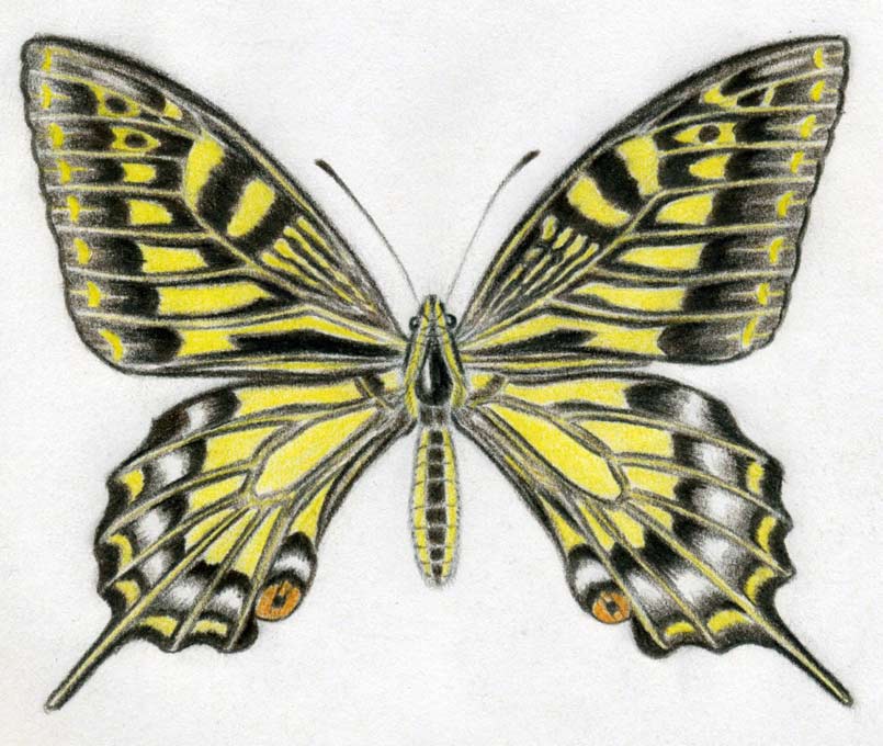 Butterfly Drawings With Color - WeSharePics