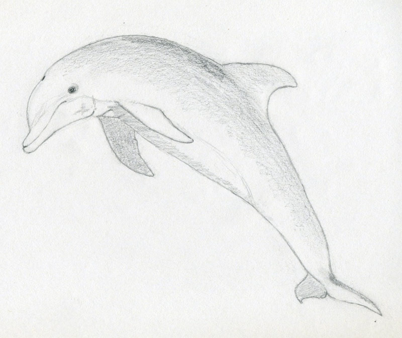 Dolphin Drawing Pictures