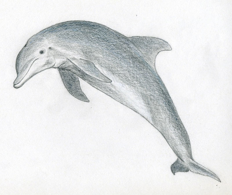 drawing dolphins