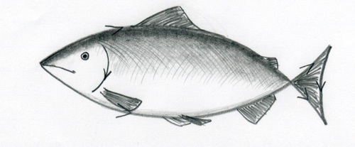 how to draw a fish06jpg a fish 500x207