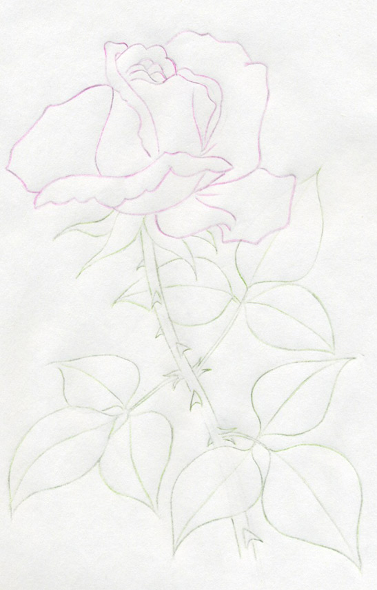 thorns and roses drawings. Your Own ROSE Drawings