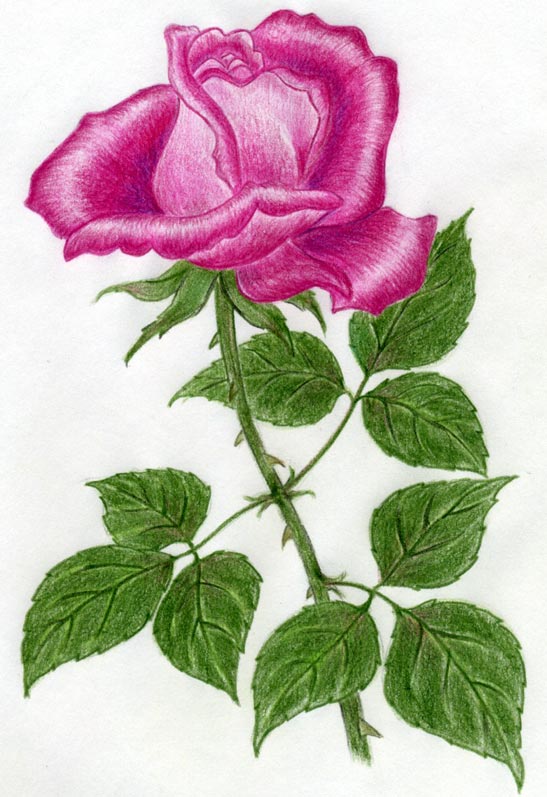 rose drawing images. This rose drawing exercise is