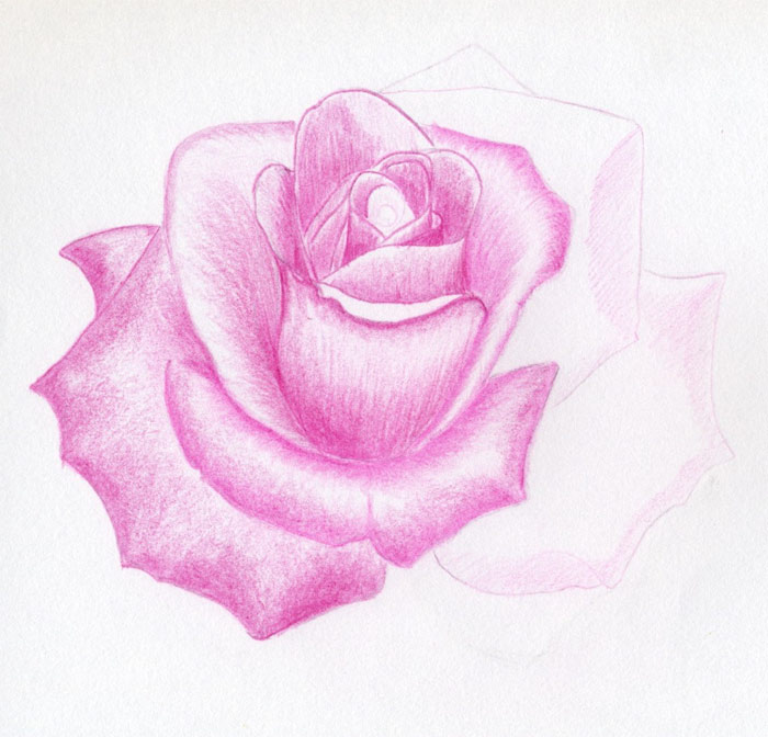 Letís Learn How to Draw a Rose