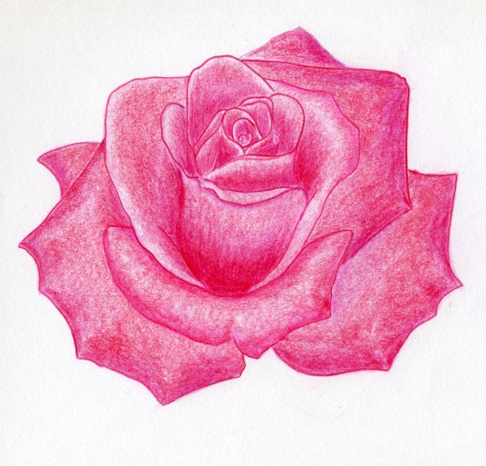 How To Draw Roses Pictures 42