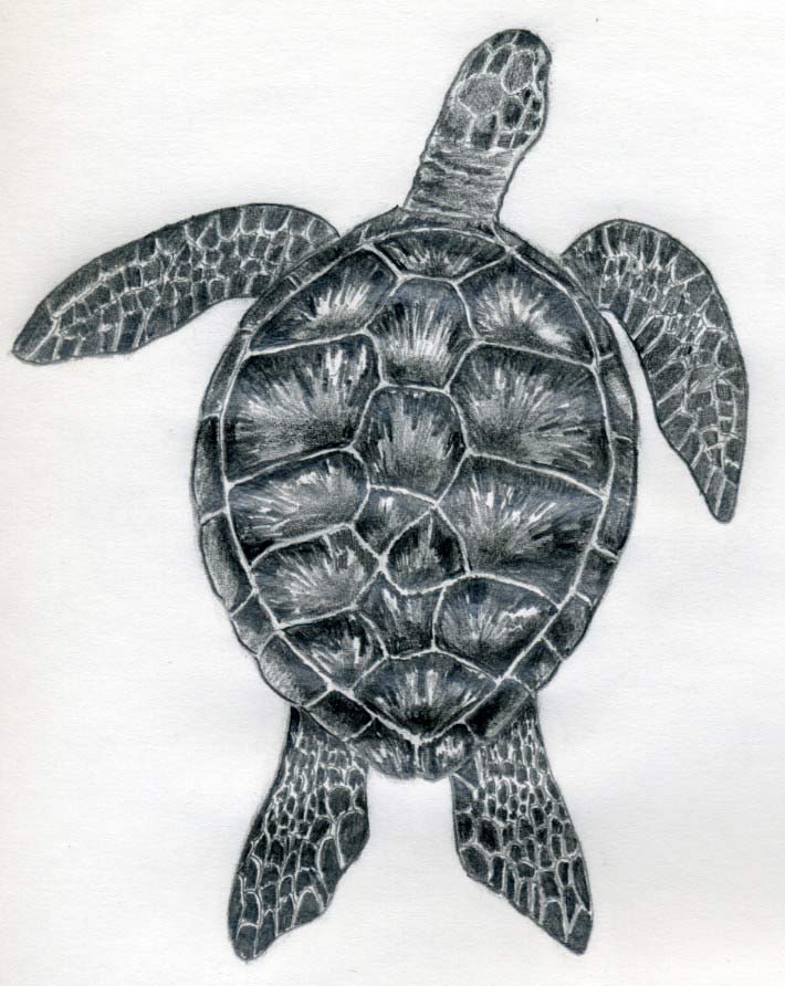 The first step of how to draw a turtle will be 