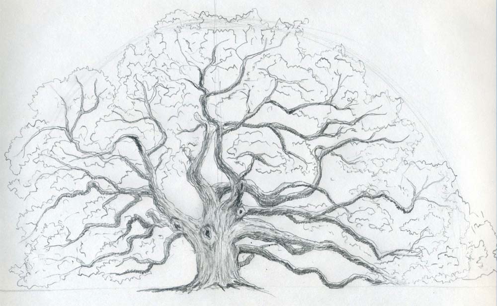how to draw an oak tree09