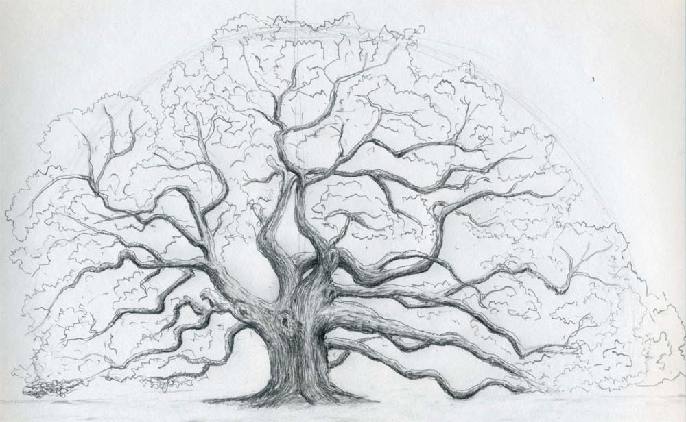 how to draw an oak tree11