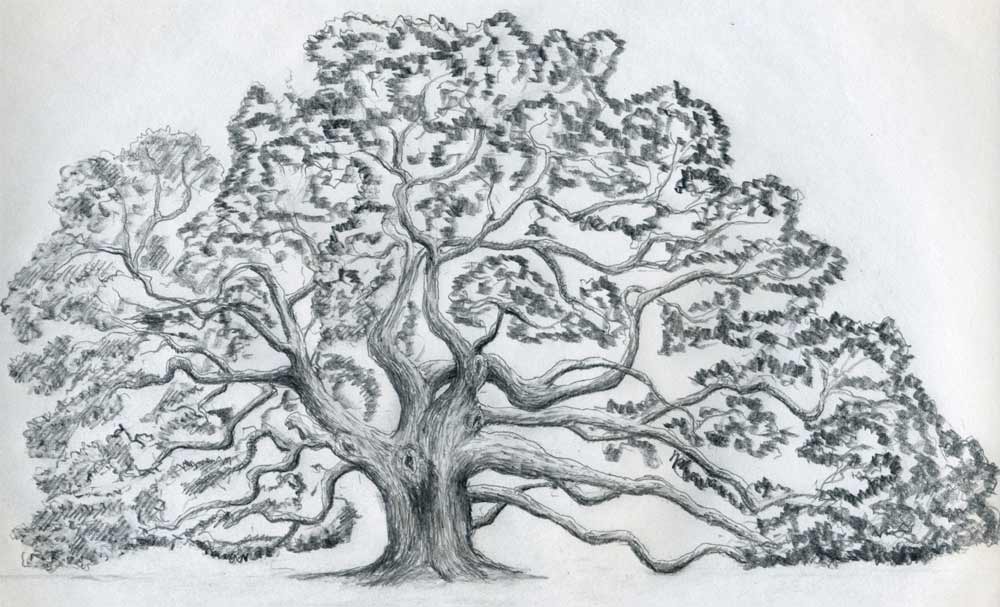 free oak tree clip art. clip art tree outline. royalty