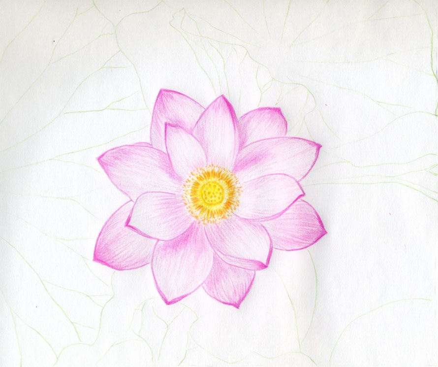  your lotus flower drawings look more realistic and threedimensional
