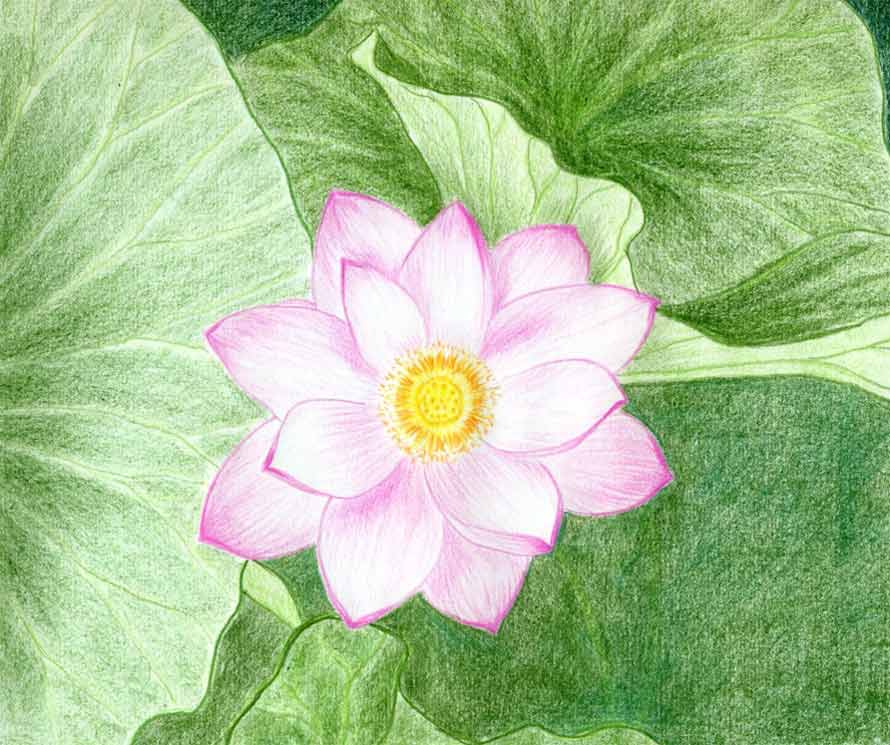 Lotus Flower Drawings Made Easy