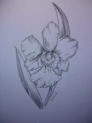 Orchid Flower Picture on My Flower Drawing