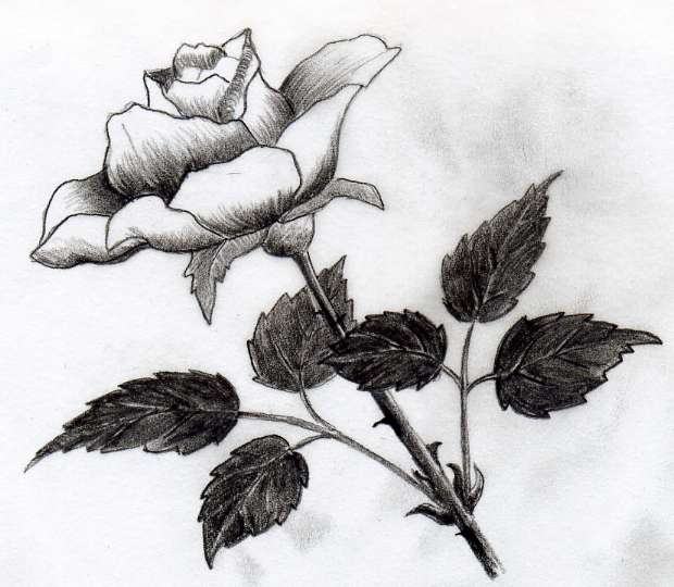 red rose drawing. Your Own Drawings Of ROSES