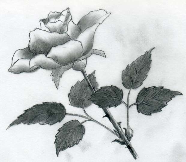 rose-drawings05.jpg