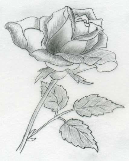 rose drawings in pencil. By gentle pencil strokes
