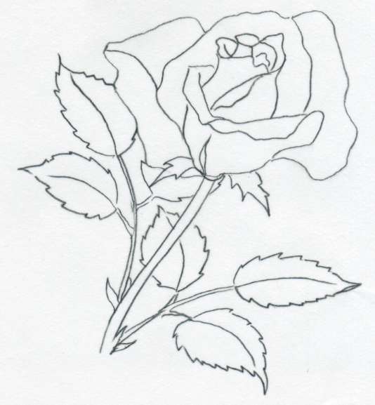 rose flower drawing. Various rose drawings