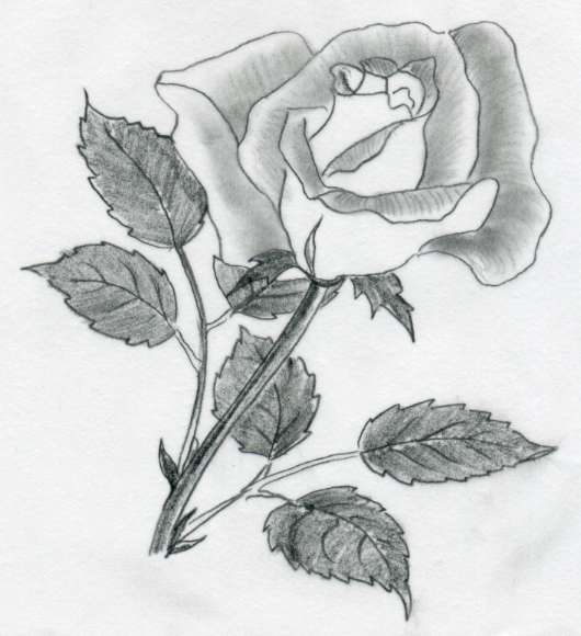 Your rose drawings are done