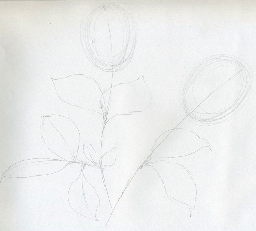 rose flower drawing. On both ends sketch an
