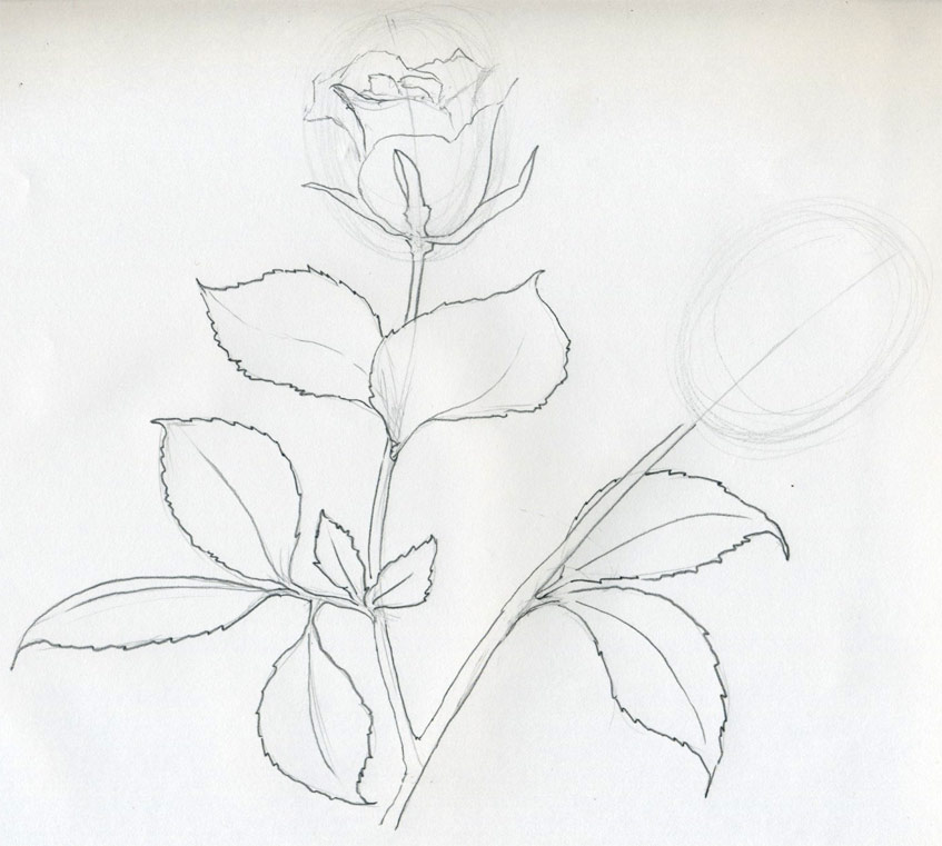 rose flower sketch. Rose Sketch