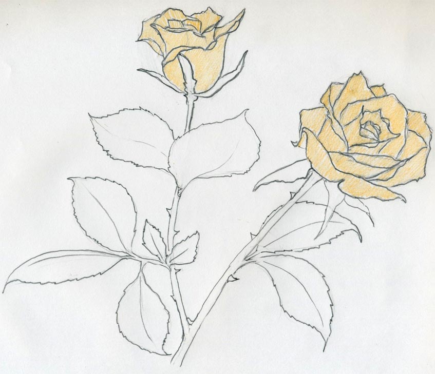 Drawing of Pencil Simple Rose Sketches